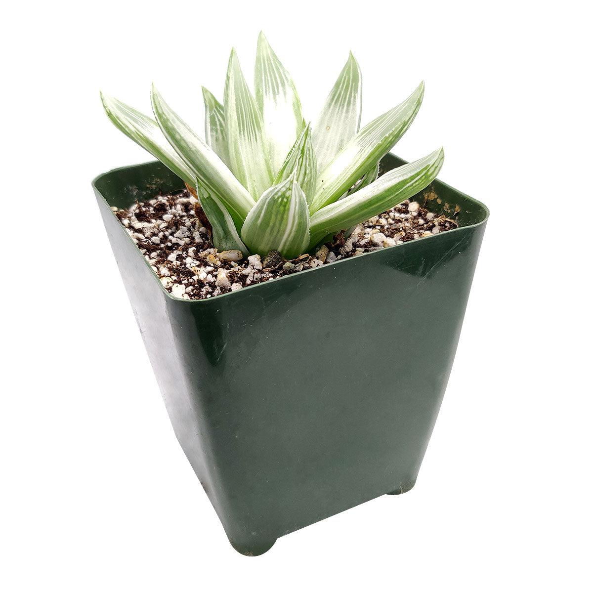ghost succulent for sale Haworthia White Ghost Rare Variegated Succulent