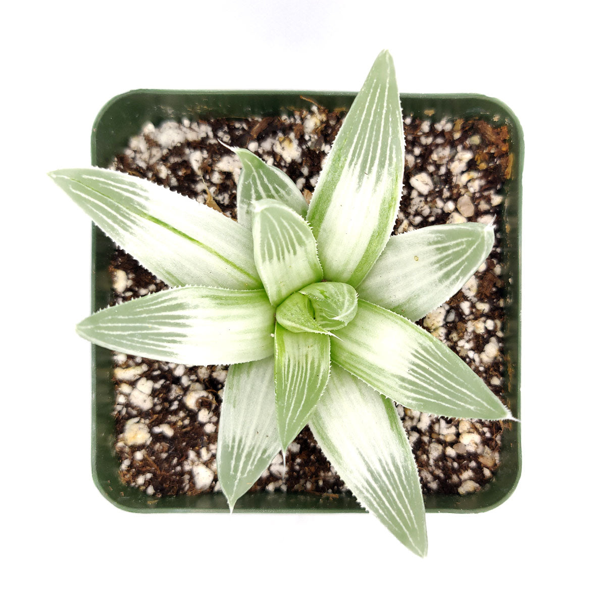 rare white succulent Haworthia White Ghost Rare Variegated Succulent