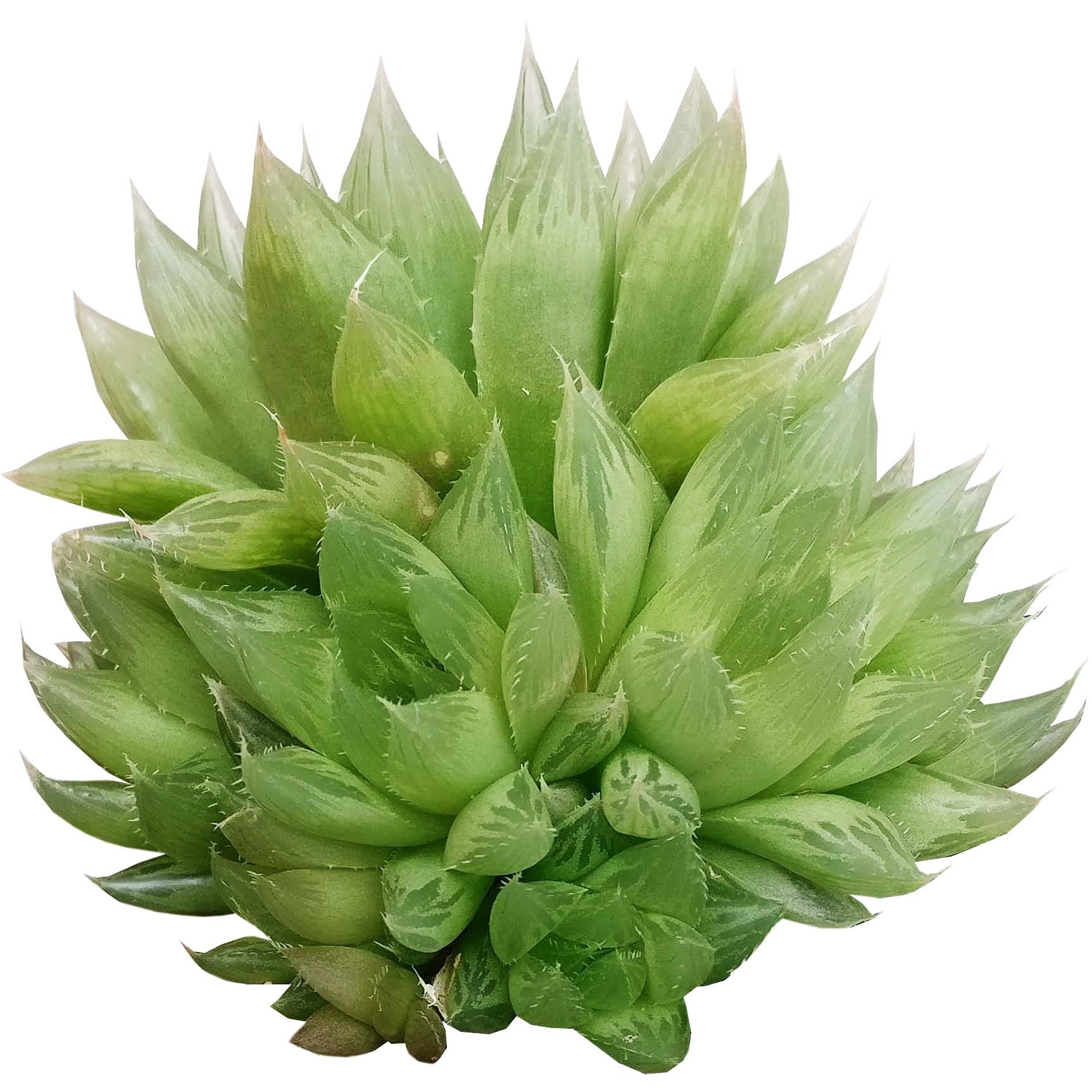 succulent haworthia cooperi Haworthia Cooperi Succulent