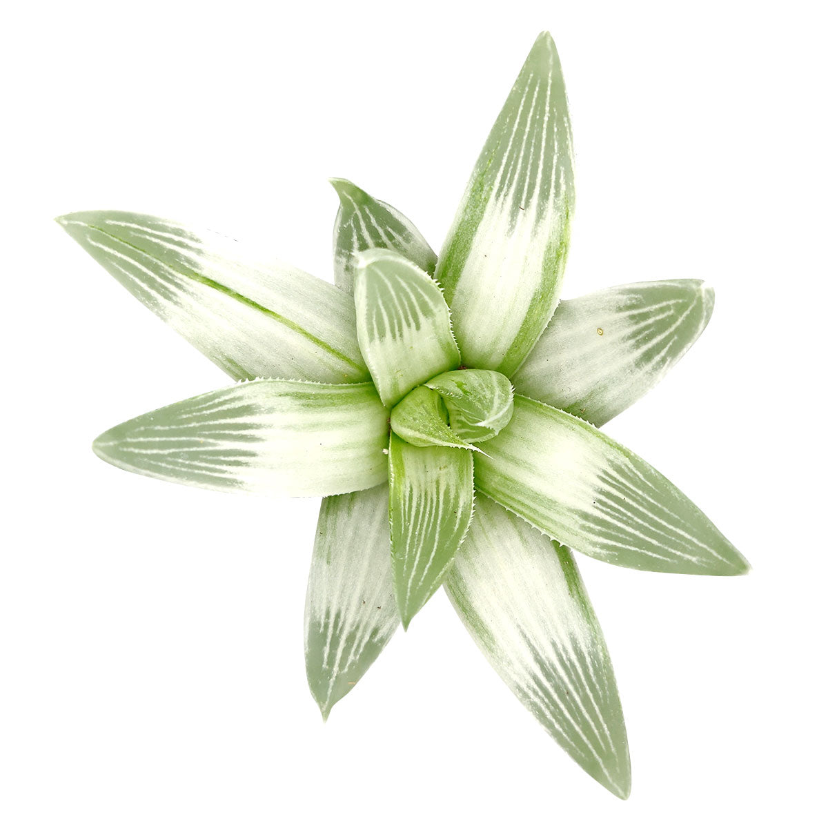 white spotted succulent Haworthia White Ghost Rare Variegated Succulent