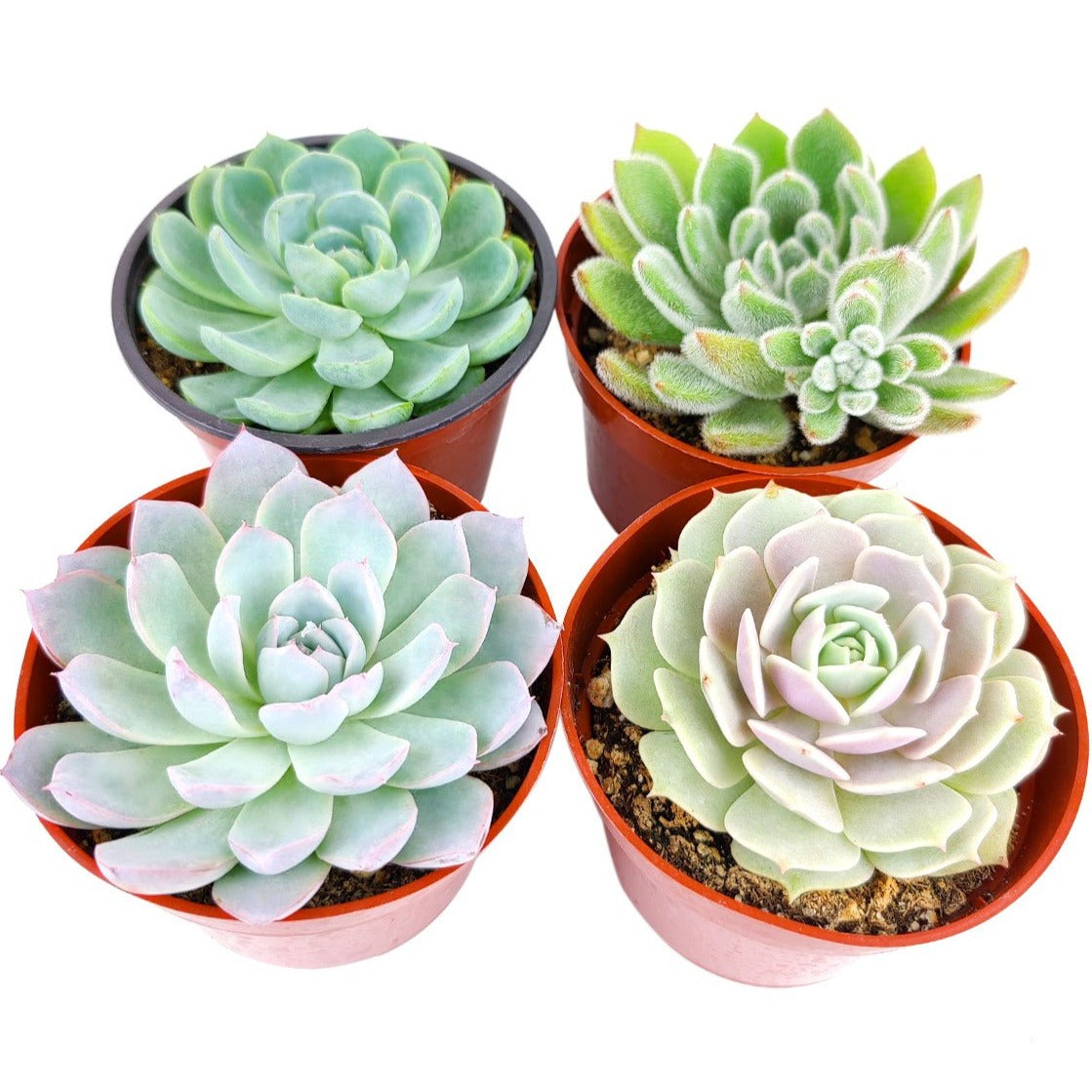 holly jolly succulent Holiday 4" Succulent Pack
