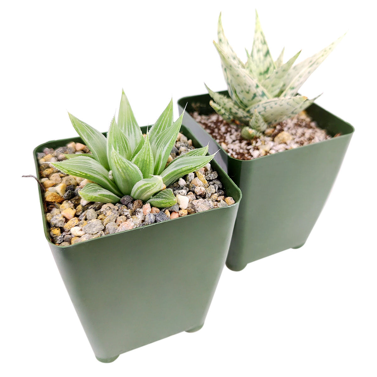 holiday succulents Holiday Succulent Assorted Pack - Perfect for Weddings, Party Favors