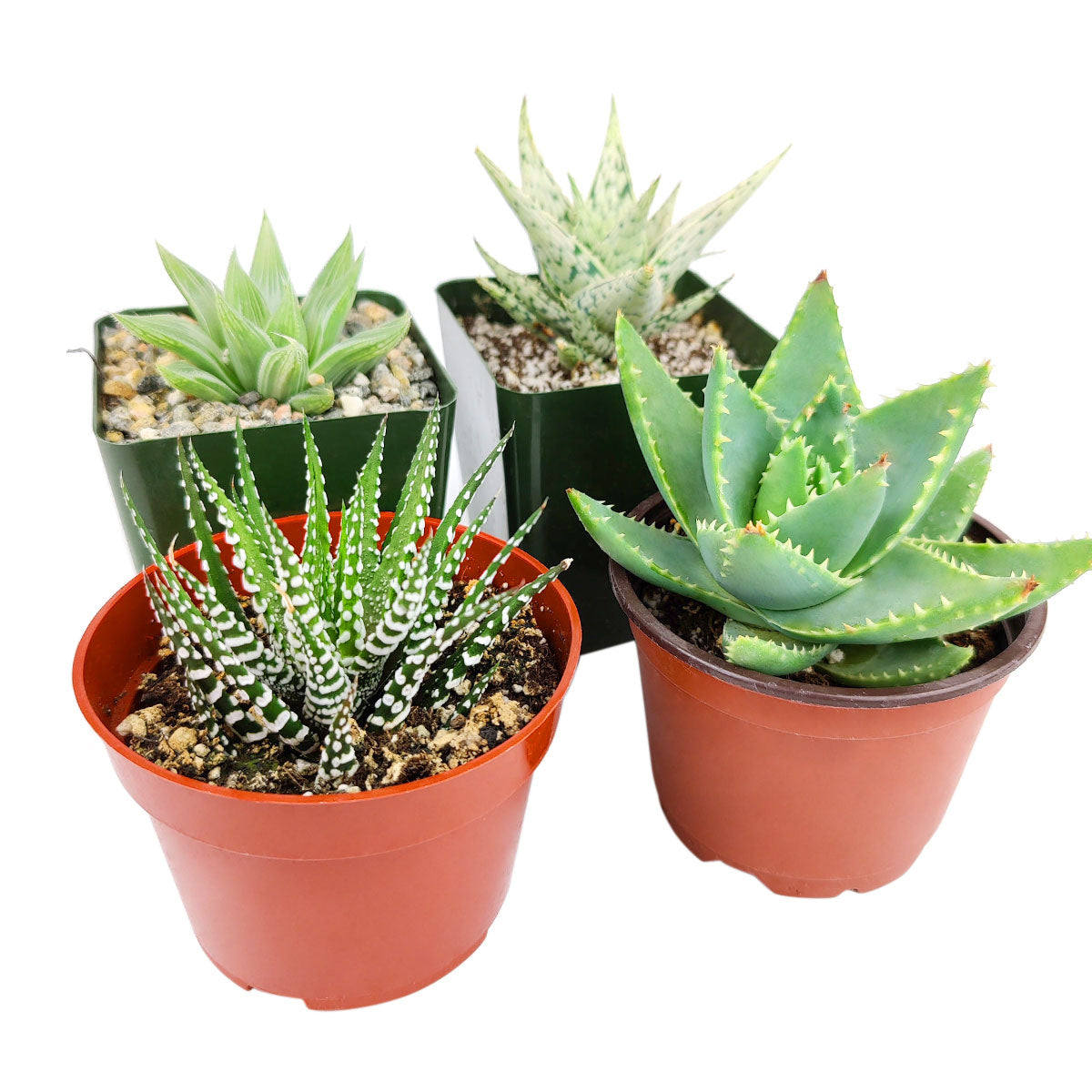 holiday succulents Holiday Succulent Assorted Pack - Perfect for Weddings, Party Favors