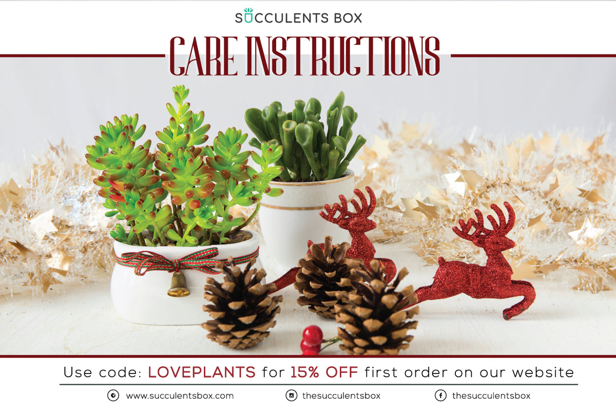 Succulent care card for sale, Succulents care guide, Succulents care instruction, How to care for succulent plants