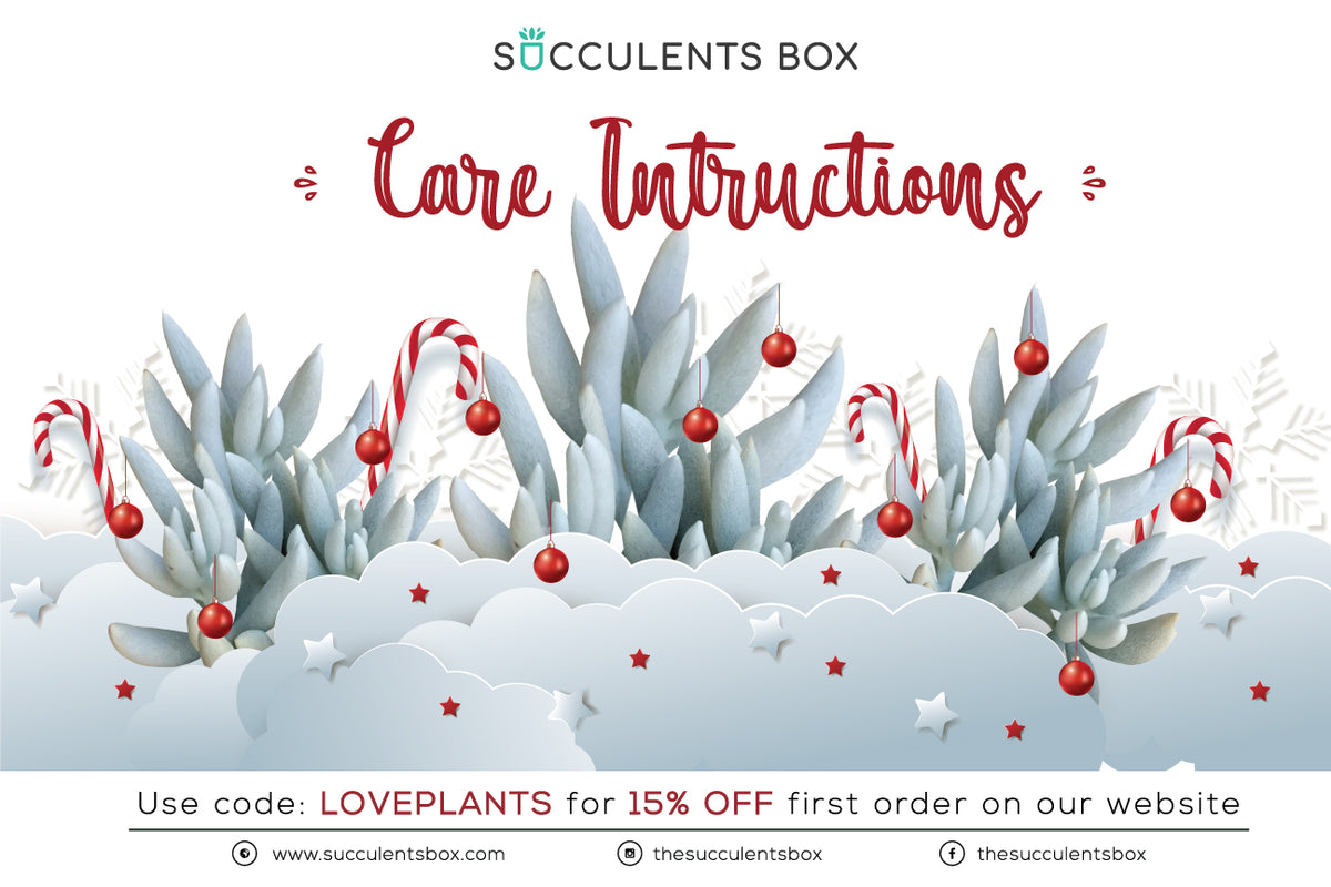 Succulent care card for sale, Succulents care guide, Succulents care instruction, How to care for succulent plants