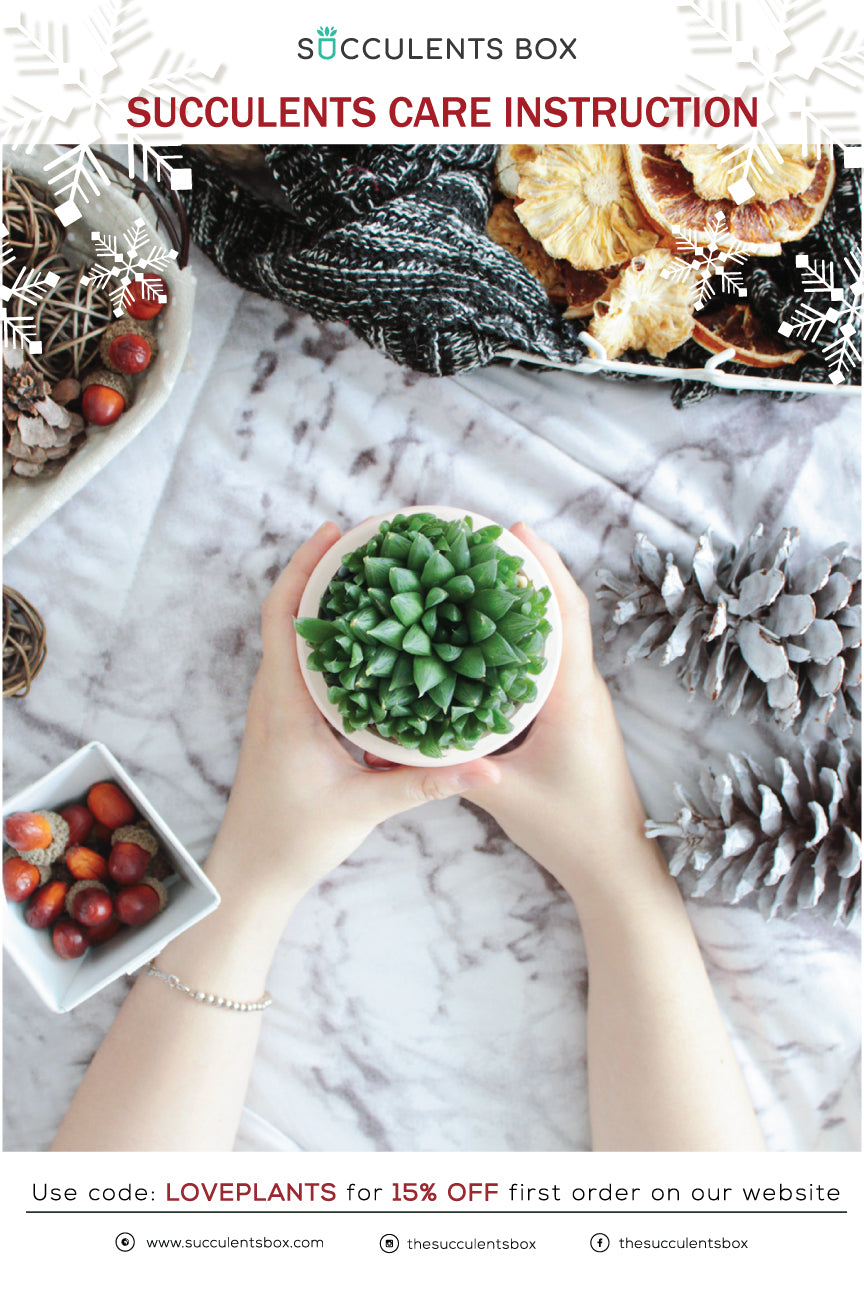 Succulent care card for sale, Succulents care guide, Succulents care instruction, How to care for succulent plants