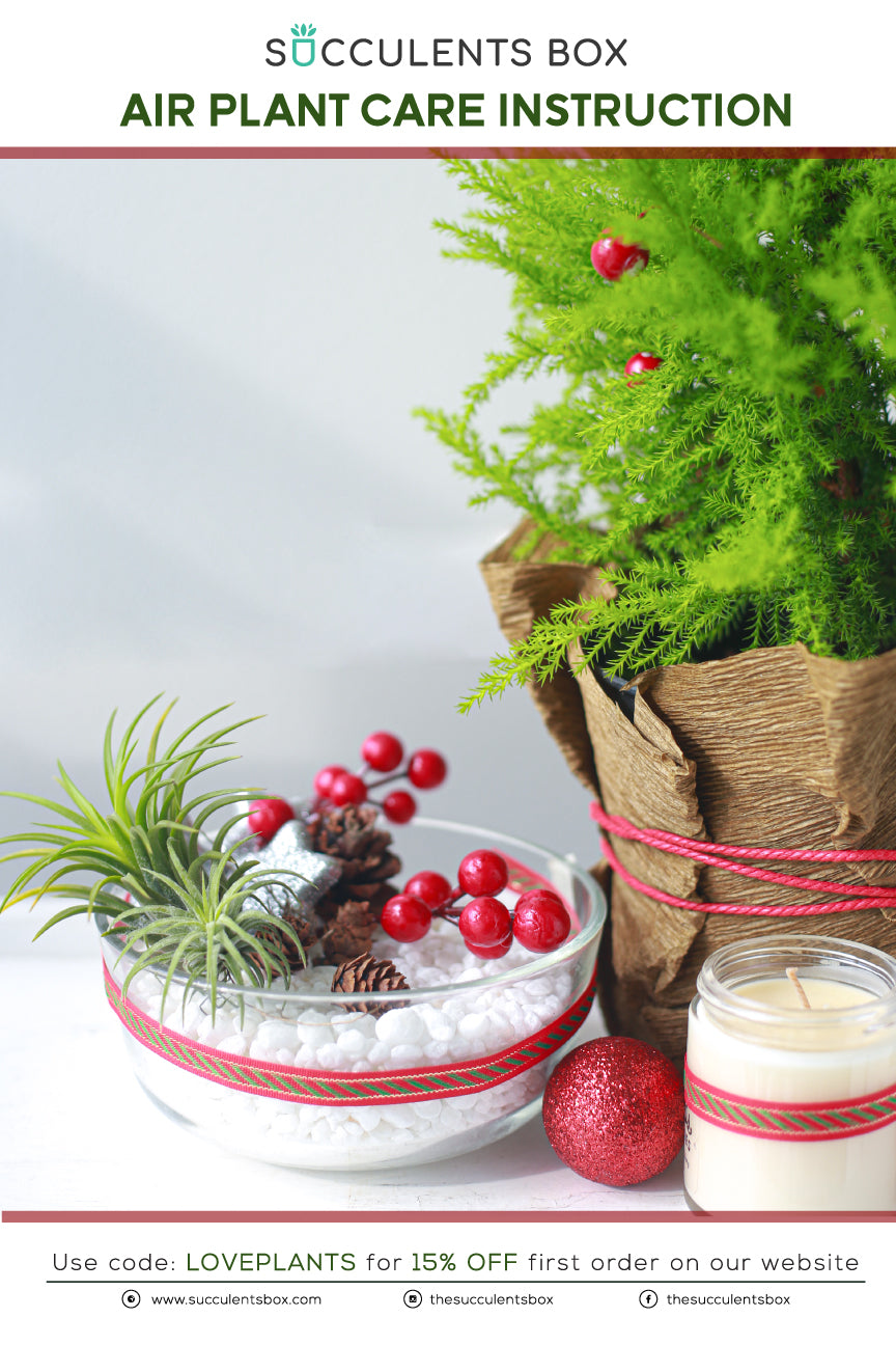 Airplant Care Card for sale, Air Plants Care Guide, How to care for Tillandsia air plants