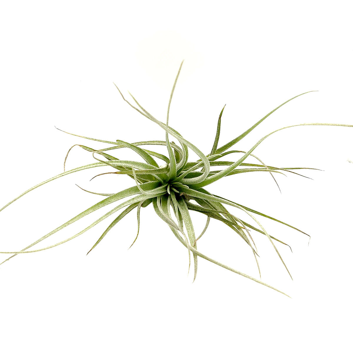 Tillandsia Houston Cotton Candy air plant for sale, unique gift decor ideas, air plant subscription delivery monthly, Tillandsia Houston Cotton Candy with air plant care guide
