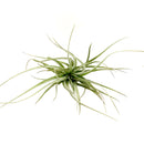 Tillandsia Houston Cotton Candy air plant for sale, unique gift decor ideas, air plant subscription delivery monthly, Tillandsia Houston Cotton Candy with air plant care guide