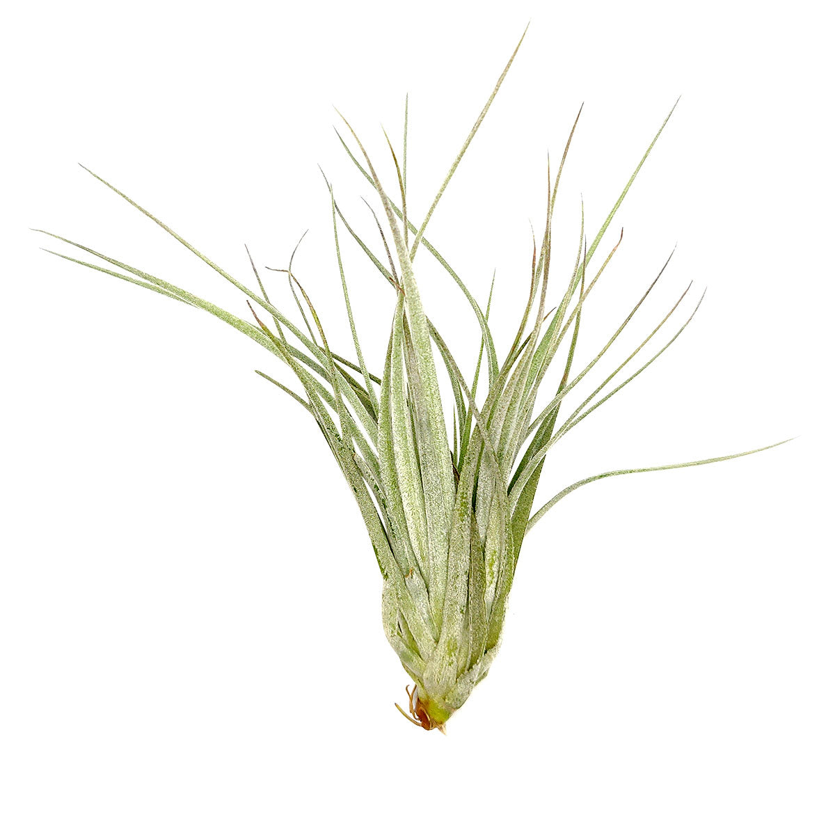 Tillandsia Houston Cotton Candy air plant for sale, unique gift decor ideas, air plant subscription delivery monthly, Tillandsia Houston Cotton Candy with air plant care guide