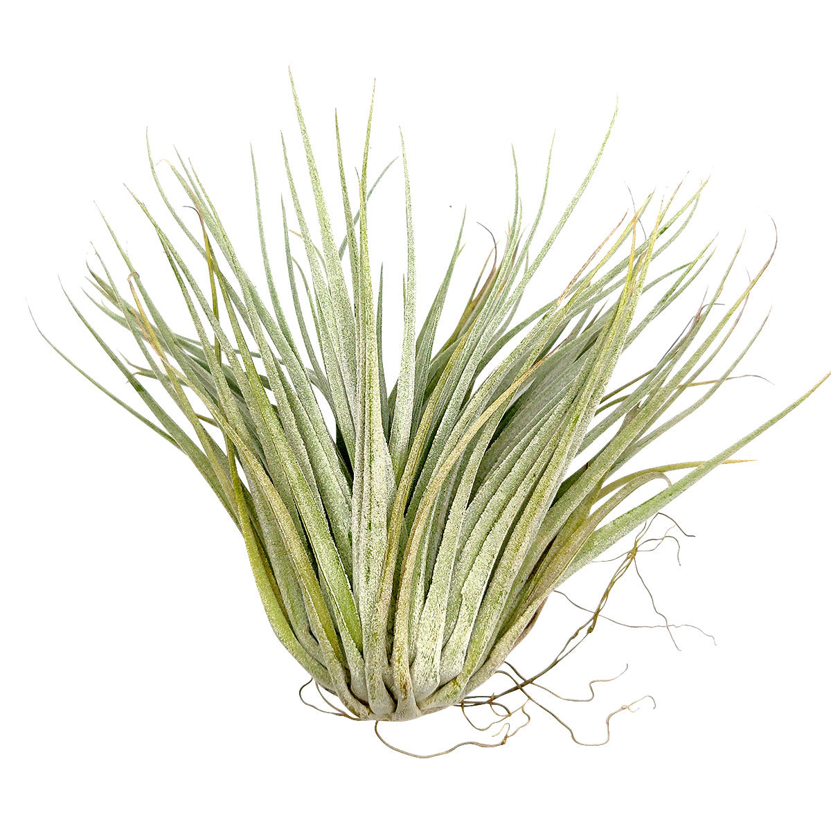 where to buy air plants in houston Tillandsia Houston Red Princess Air Plant & Care Guide | Air Plant Gift Ideas