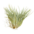 Tillandsia Houston Red Princess air plant for sale, unique gift decor ideas, air plant subscription delivery monthly, Tillandsia Houston Red Princess with air plant care guide, Dark Red air plant