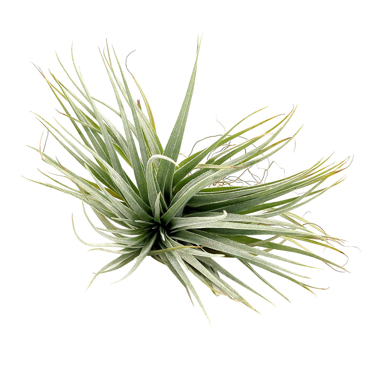 houston dark pink air plant Tillandsia Houston Red Princess