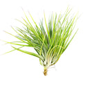 Tillandsia Houston Upright air plant for sale, unique gift decor ideas, air plant subscription delivery monthly, Tillandsia Houston Upright with air plant care guide, Houston air plant