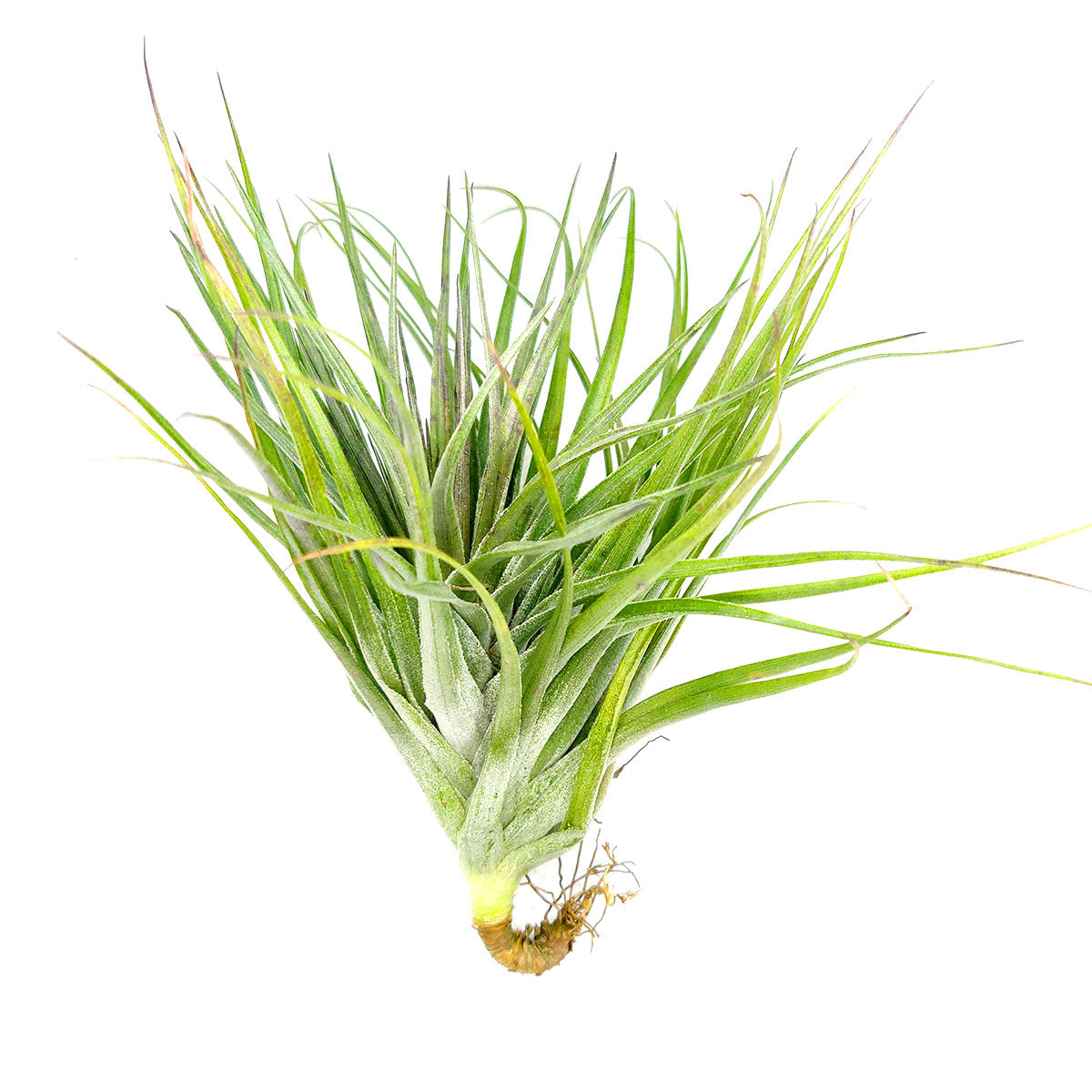 Tillandsia Houston Upright air plant for sale, unique gift decor ideas, air plant subscription delivery monthly, Tillandsia Houston Upright with air plant care guide, Houston air plant