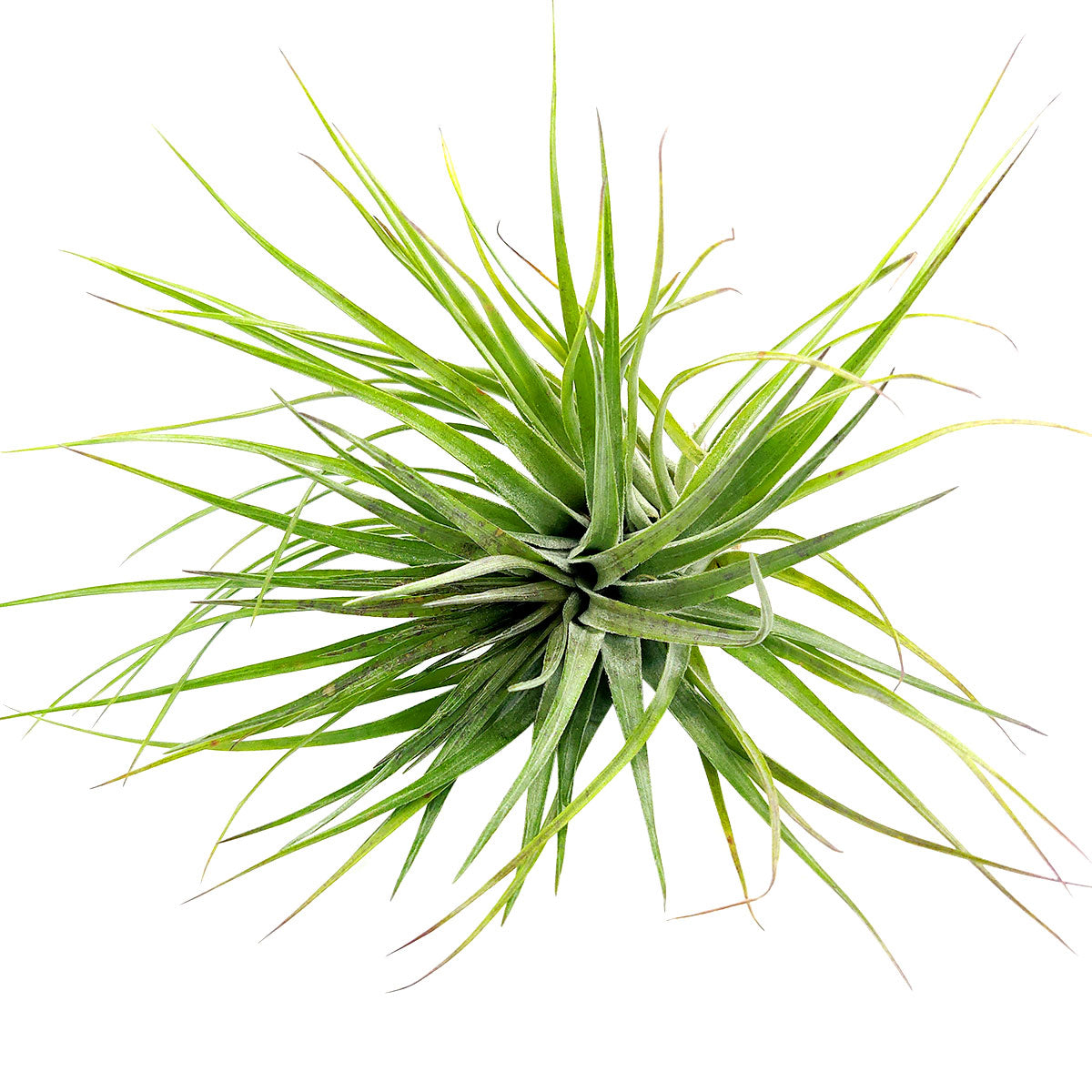 Tillandsia Houston Upright air plant for sale, unique gift decor ideas, air plant subscription delivery monthly, Tillandsia Houston Upright with air plant care guide, Houston air plant