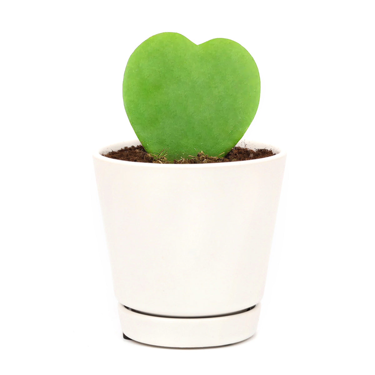 heart shaped money plant Rare Hoya Kerrii Heart | Valentine's Day Plants Delivery