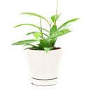 hoya pubicalyx, hoya silver pink, hoya pink silver bloom, hoya pink silver flower, silver pink hoya, hoya pubicalyx ‘pink silver’, hoya pubicalyx pink silver, hoya pubicalyx for sale, hoya pubicalyx silver pink, hoya pink and silver, houseplants, houseplants for sale