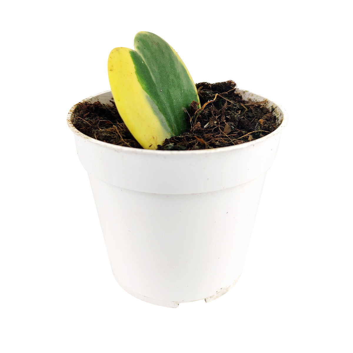 Hoya Heart Variegated, Valentine Hoya Variegated, how to care for Variegated Hoya Heart, heart-shaped houseplant, houseplants for Valentine&#39;s Day