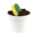 Hoya Heart Variegated, Valentine Hoya Variegated, how to care for Variegated Hoya Heart, heart-shaped houseplant,