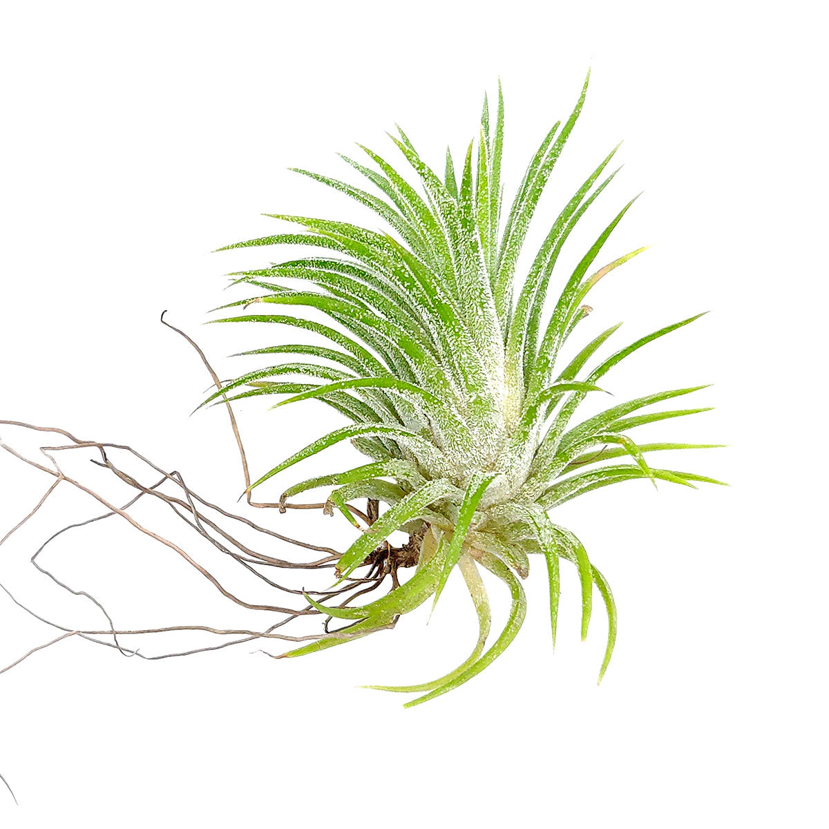 Tillandsia Ionantha Huamelula air plant for sale, unique gift decor ideas, air plant subscription delivery monthly, Tillandsia Ionantha Huamelula with air plant care guide