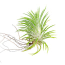 Tillandsia Ionantha Huamelula air plant for sale, unique gift decor ideas, air plant subscription delivery monthly, Tillandsia Ionantha Huamelula with air plant care guide