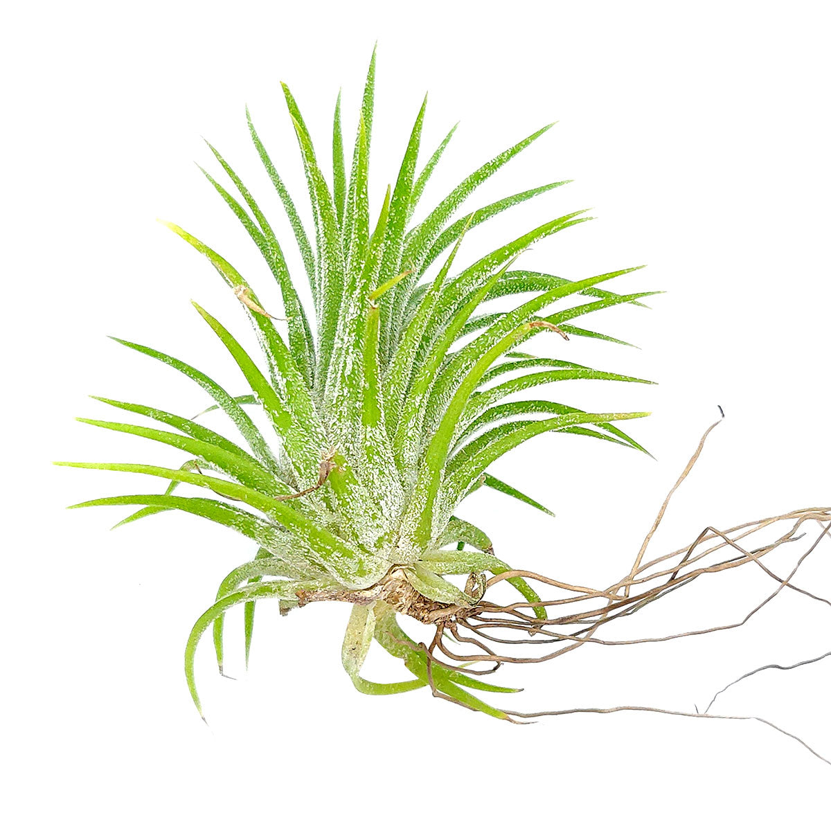 victoriana air plant Tillandsia Ionantha Huamelula Air Plant & Care Guide | Air Plant Gift Ideas