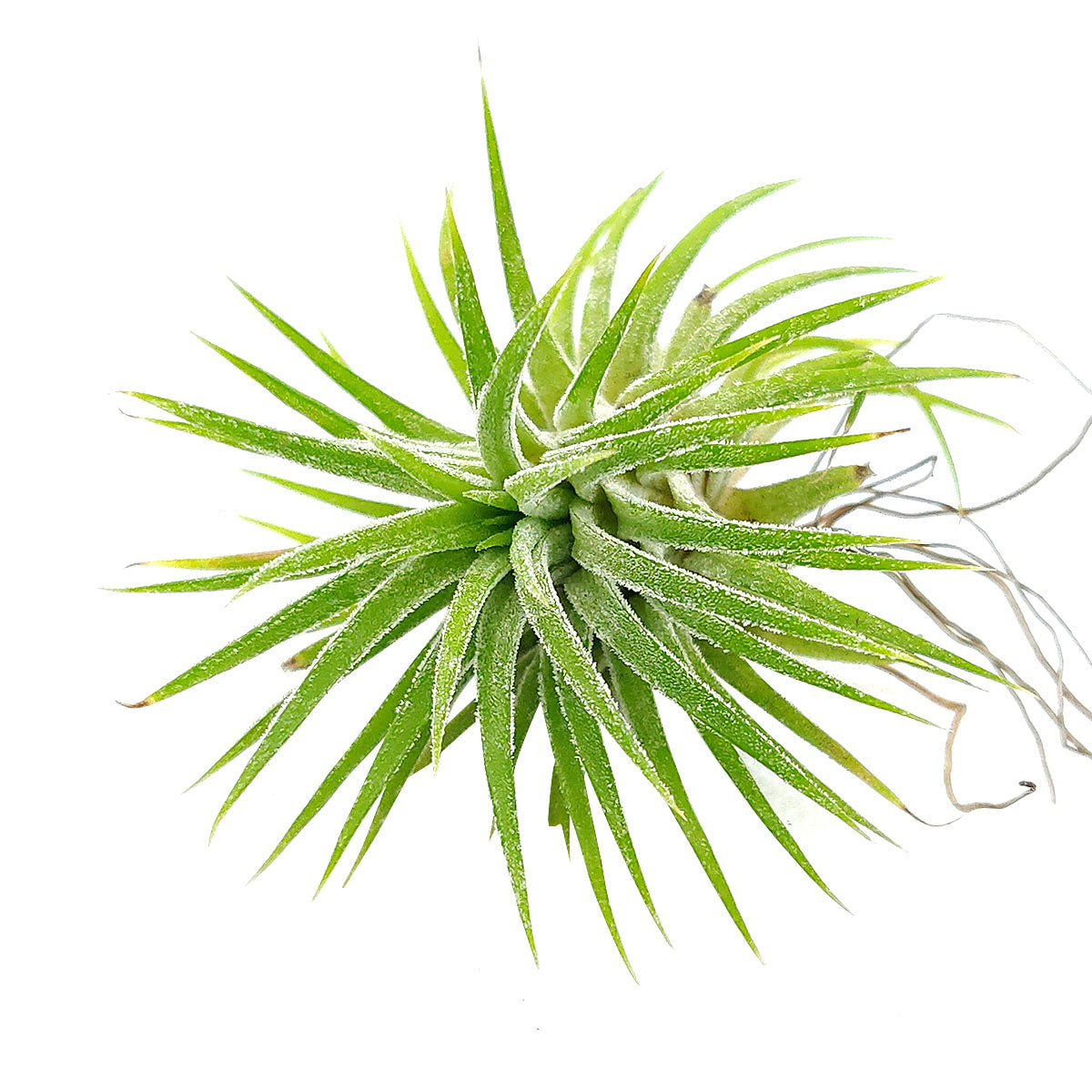 Tillandsia Ionantha Huamelula Air Plant & Care Guide | Air Plant Gift ...