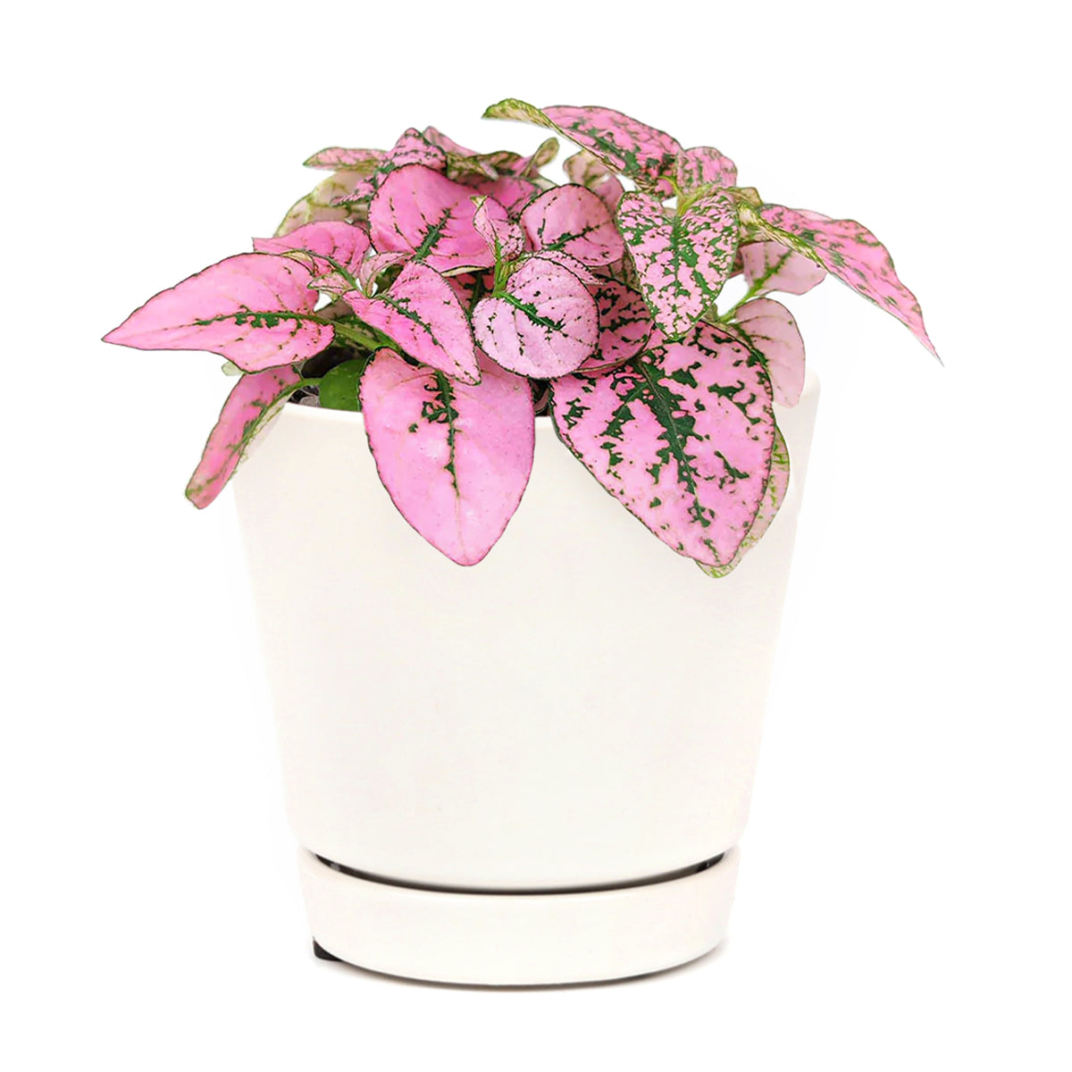 hypoestes pink plant, pink hypoestes care, how to take care of pink polka dot plant, pink polka dot plant outdoors, pink polka dot splash plant, hypoestes 'pink', hypoestes pink splash care