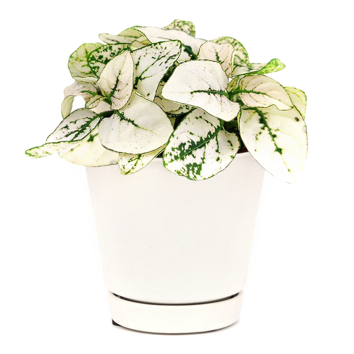 indoor hypoestes plant Hypoestes Phyllostachya White Splash