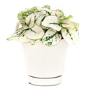 white hypoestes polka dot plant, hypoestes splash white, white splash select polka dot plant, polka dot plant green and white, white splash polka dot plant