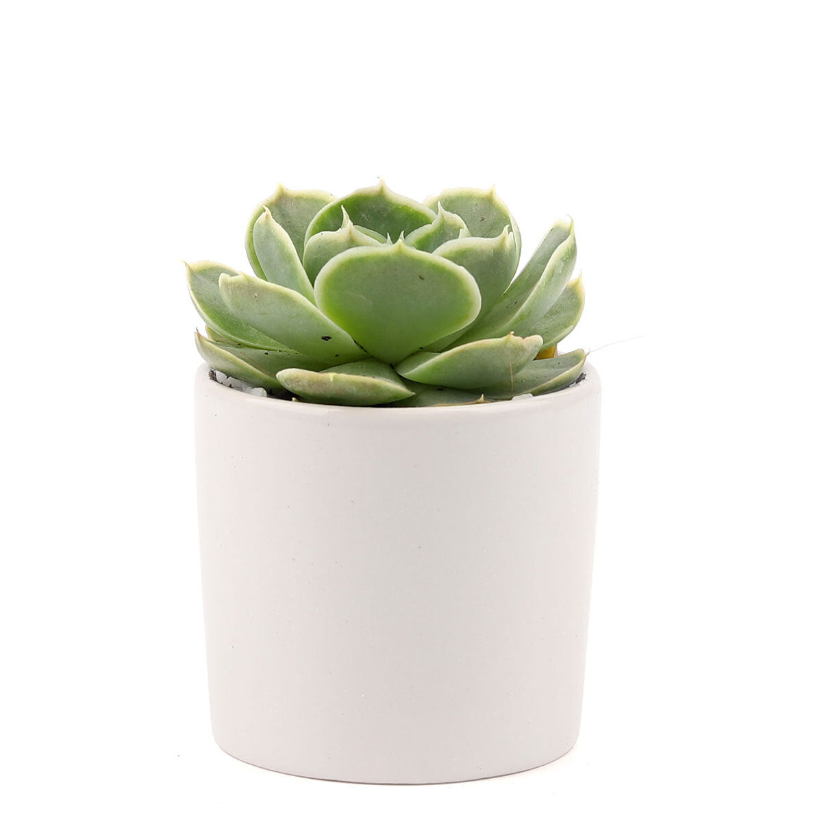 Succulent with Small Modern Cylinder Pot, Unique Succulent Gift Ideas, Succulent in ceramic pots, Succulent Decor Ideas, 2 inch succulent pots for sale, EcoFriendly Succulent Gift Box for Employee, Corporate Gift Succulents For Sale Online, Succulent Thank You Gift Ideas, Thank you gift for your staff in 2023, Customizable Gift Boxes for employees and clients, Office gift for employees, Employee appreciation day 2023 ideas, Succulent Plants for Clients &amp; Employees for sale 