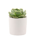 Succulent with Small Modern Cylinder Pot, Unique Succulent Gift Ideas, Succulent in ceramic pots, Succulent Decor Ideas, 2 inch succulent pots for sale, EcoFriendly Succulent Gift Box for Employee, Corporate Gift Succulents For Sale Online, Succulent Thank You Gift Ideas, Thank you gift for your staff in 2023, Customizable Gift Boxes for employees and clients, Office gift for employees, Employee appreciation day 2023 ideas, Succulent Plants for Clients &amp; Employees for sale 