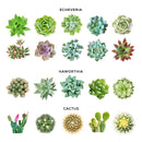 Succulent with Small Modern Cylinder Pot, Unique Succulent Gift Ideas, Succulent in ceramic pots, Succulent Decor Ideas, 2 inch succulent pots for sale, EcoFriendly Succulent Gift Box for Employee, Corporate Gift Succulents For Sale Online, Succulent Thank You Gift Ideas, Thank you gift for your staff in 2023, Customizable Gift Boxes for employees and clients, Office gift for employees, Employee appreciation day 2023 ideas, Succulent Plants for Clients &amp; Employees for sale 