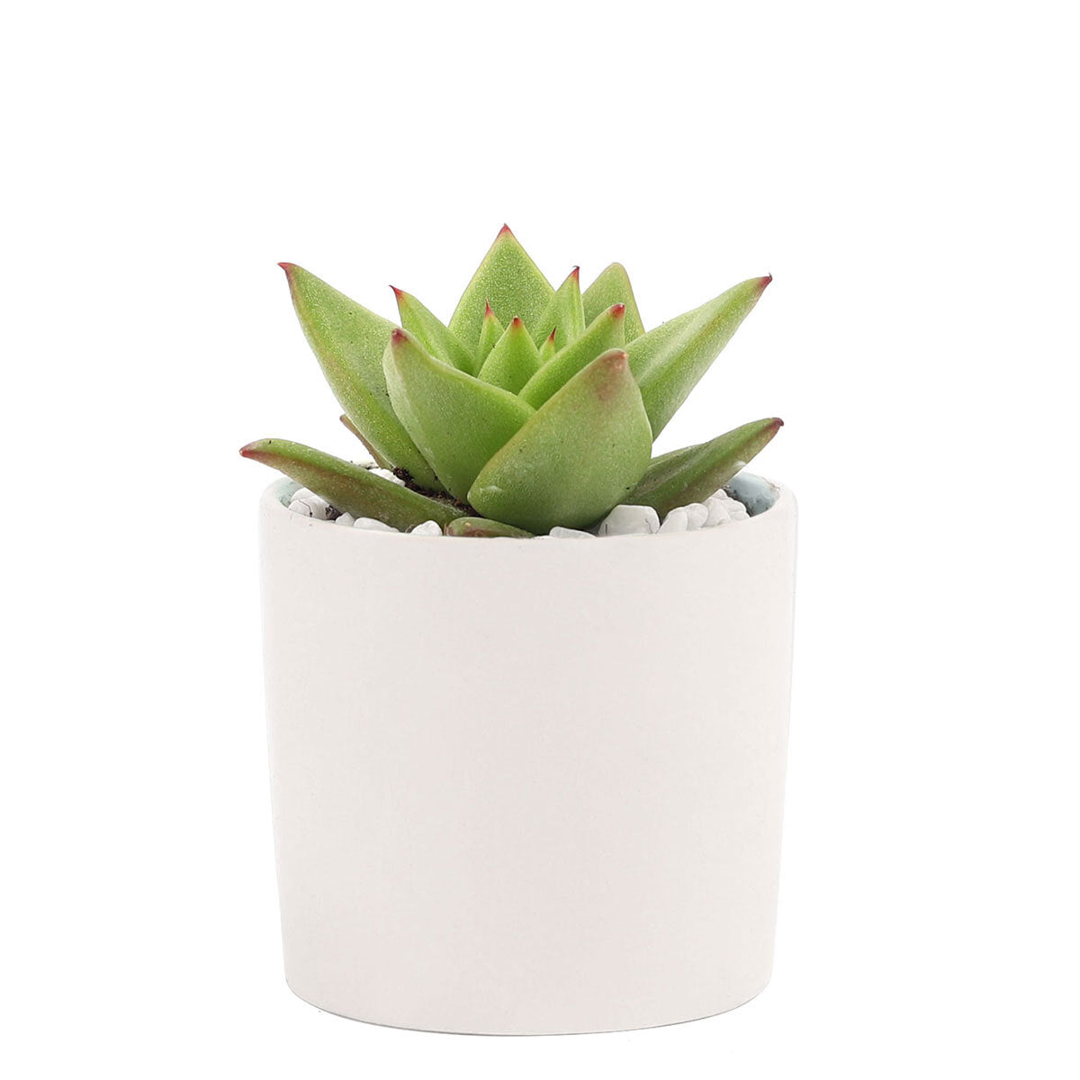 Succulent with Small Modern Cylinder Pot, Unique Succulent Gift Ideas, Succulent in ceramic pots, Succulent Decor Ideas, 2 inch succulent pots for sale, EcoFriendly Succulent Gift Box for Employee, Corporate Gift Succulents For Sale Online, Succulent Thank You Gift Ideas, Thank you gift for your staff in 2023, Customizable Gift Boxes for employees and clients, Office gift for employees, Employee appreciation day 2023 ideas, Succulent Plants for Clients &amp; Employees for sale 