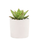 Succulent with Small Modern Cylinder Pot, Unique Succulent Gift Ideas, Succulent in ceramic pots, Succulent Decor Ideas, 2 inch succulent pots for sale, EcoFriendly Succulent Gift Box for Employee, Corporate Gift Succulents For Sale Online, Succulent Thank You Gift Ideas, Thank you gift for your staff in 2023, Customizable Gift Boxes for employees and clients, Office gift for employees, Employee appreciation day 2023 ideas, Succulent Plants for Clients &amp; Employees for sale 