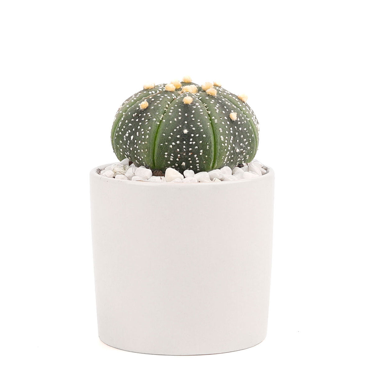 Succulent with Small Modern Cylinder Pot, Unique Succulent Gift Ideas, Succulent in ceramic pots, Succulent Decor Ideas, 2 inch succulent pots for sale, EcoFriendly Succulent Gift Box for Employee, Corporate Gift Succulents For Sale Online, Succulent Thank You Gift Ideas, Thank you gift for your staff in 2023, Customizable Gift Boxes for employees and clients, Office gift for employees, Employee appreciation day 2023 ideas, Succulent Plants for Clients &amp; Employees for sale 