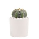 Succulent with Small Modern Cylinder Pot, Unique Succulent Gift Ideas, Succulent in ceramic pots, Succulent Decor Ideas, 2 inch succulent pots for sale, EcoFriendly Succulent Gift Box for Employee, Corporate Gift Succulents For Sale Online, Succulent Thank You Gift Ideas, Thank you gift for your staff in 2023, Customizable Gift Boxes for employees and clients, Office gift for employees, Employee appreciation day 2023 ideas, Succulent Plants for Clients &amp; Employees for sale 
