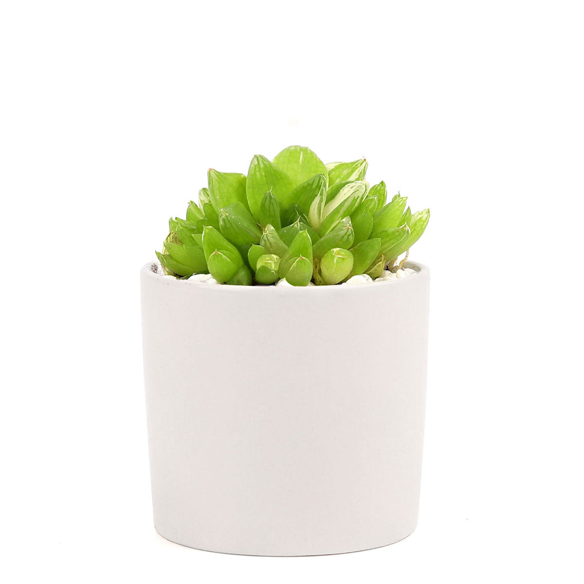 Succulent with Small Modern Cylinder Pot, Unique Succulent Gift Ideas, Succulent in ceramic pots, Succulent Decor Ideas, 2 inch succulent pots for sale, EcoFriendly Succulent Gift Box for Employee, Corporate Gift Succulents For Sale Online, Succulent Thank You Gift Ideas, Thank you gift for your staff in 2023, Customizable Gift Boxes for employees and clients, Office gift for employees, Employee appreciation day 2023 ideas, Succulent Plants for Clients &amp; Employees for sale 