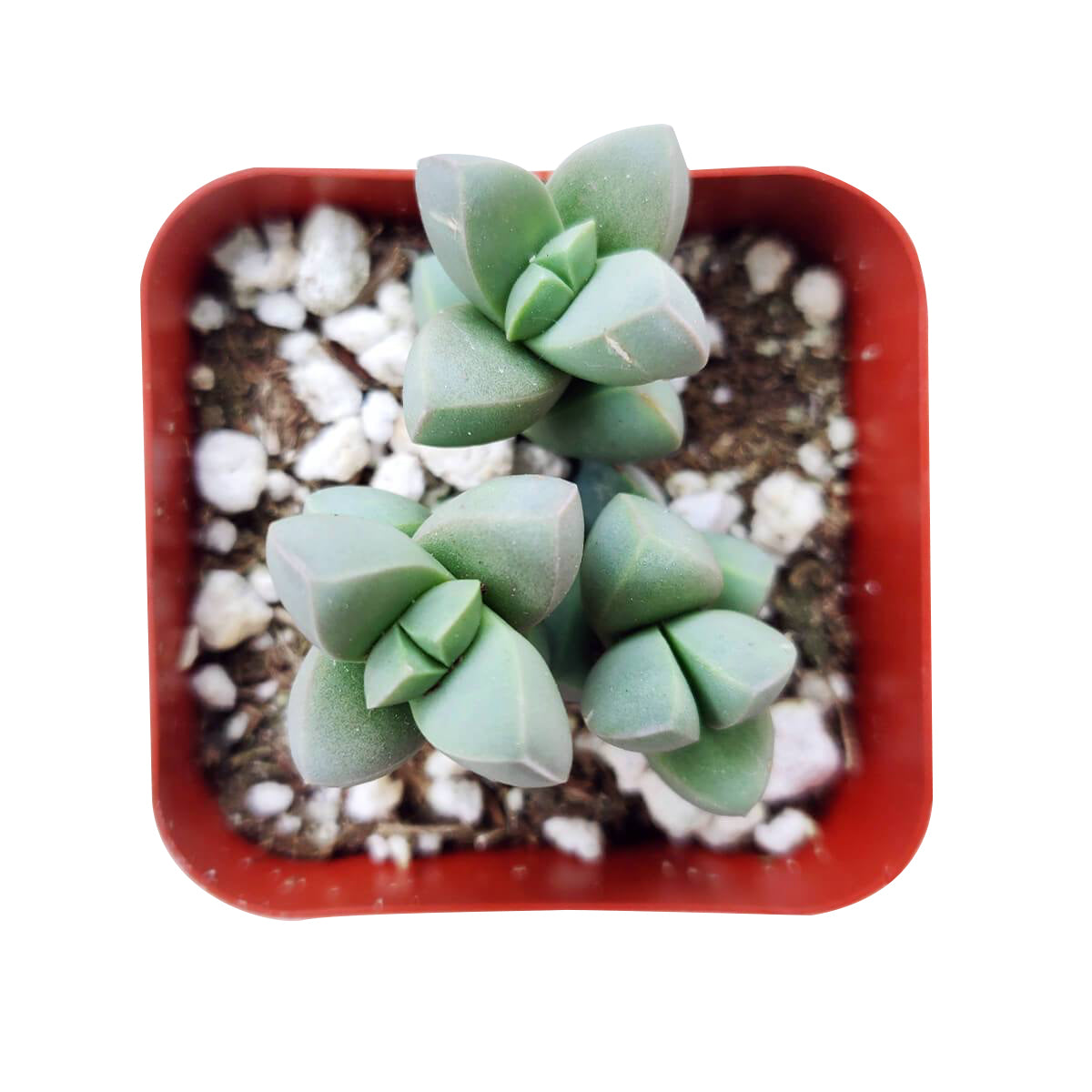 types of ice plant succulent Ice Plant Corpuscularia Lehmannii