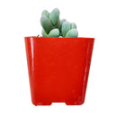 How to grow corpuscularia lehmannii ice plant, crassula, crassula plant, crassula succulent, crassula types, crassula varieties, types of crassula, crassula species, crassulas, succulent crassula