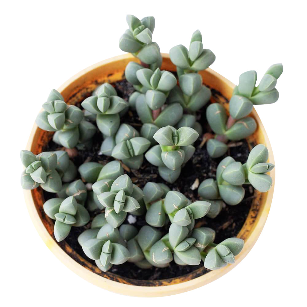 crassula, crassula plant, crassula succulent, crassula types, crassula varieties, types of crassula, crassula species, crassulas, succulent crassula
