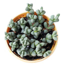 How to grow corpuscularia lehmannii ice plant, crassula, crassula plant, crassula succulent, crassula types, crassula varieties, types of crassula, crassula species, crassulas, succulent crassula