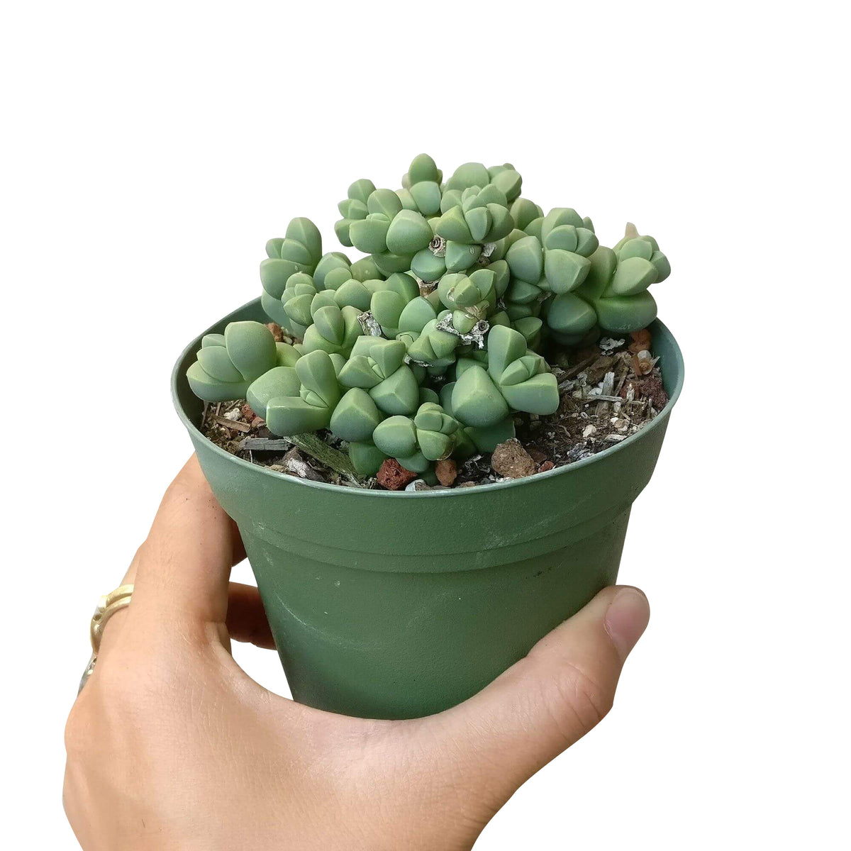 crassula, crassula plant, crassula succulent, crassula types, crassula varieties, types of crassula, crassula species, crassulas, succulent crassula