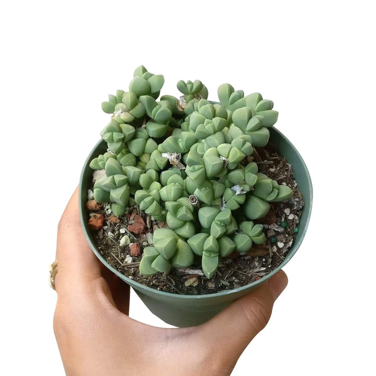 crassula, crassula plant, crassula succulent, crassula types, crassula varieties, types of crassula, crassula species, crassulas, succulent crassula