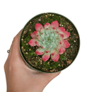 How to care for blue elf Succulent, How to make your succulent pink, How to change succulent color, How to make blue elf Succulent turn pink, Succulent turning pink, How to make succulents change color, How to grow colorful succulents, echeveria, echeveria succulent, echeveria types, succulent echeveria, buy succulents online, succulent shop, succulent store, echeveria plant, indoor succulents