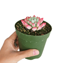 How to care for blue elf Succulent, How to make your succulent pink, How to change succulent color, How to make blue elf Succulent turn pink, Succulent turning pink, How to make succulents change color, How to grow colorful succulents, echeveria, echeveria succulent, echeveria types, succulent echeveria, buy succulents online, succulent shop, succulent store, echeveria plant, indoor succulents