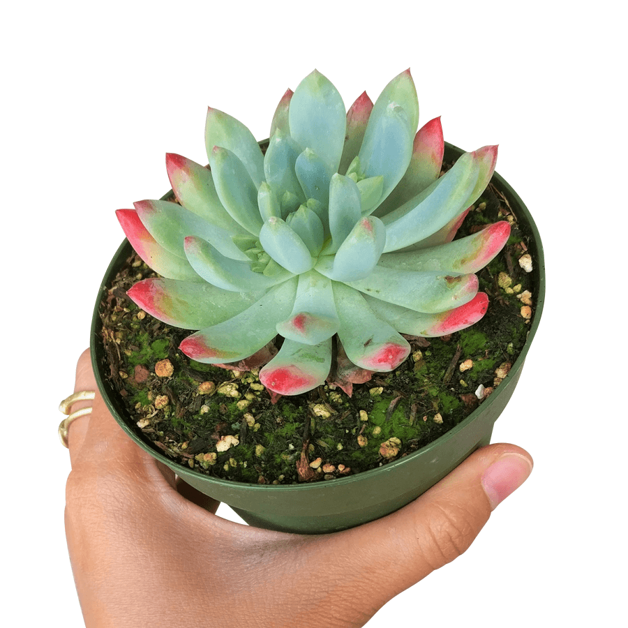 Echeveria Sedeveria Blue Elf, succulents garden, succulent care, succulent subscription, succulent plant, monthly succulents, Rare succulents, succulents shop in California, Echeveria Sedeveria Blue Elf in California, How to grow Echeveria Sedeveria Blue Elf, Thanksgiving succulents gift, Easter succulents idea, echeveria, echeveria succulent, echeveria types, succulent echeveria, buy succulents online, succulent shop, succulent store, echeveria plant, indoor succulents