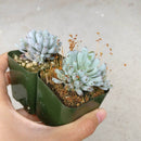 Graptopetalum Pachyphyllum