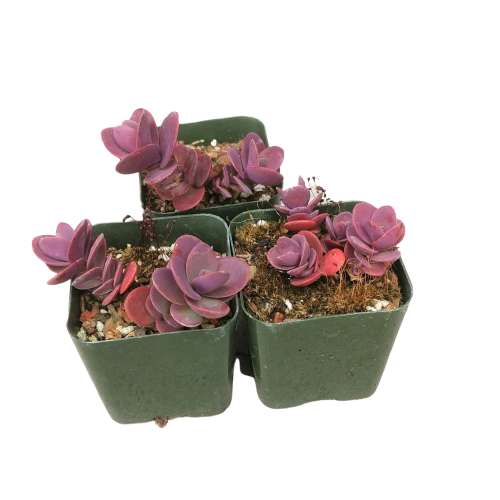 succulent tart Cherry Tart Sedum Sunsparkler